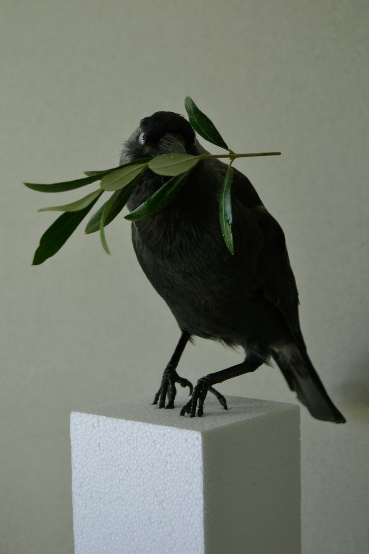 Peace assemblage ,taxidermy bird and olive branch, 2014.